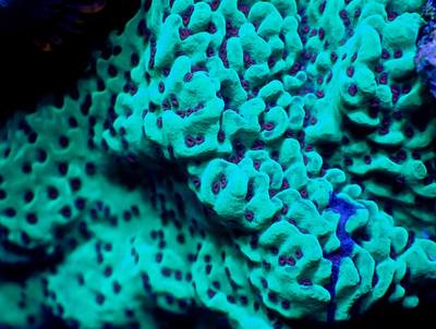 Lovely red and blue polyps on this Montipora